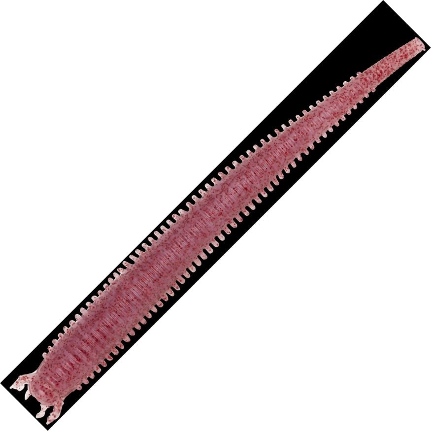 Berkley - Gulp! Saltwater Fat Sandworm | 10cm - 1562564 - Hengelsport De Goeie Vangst