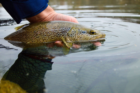 Forelvissen voor beginners: alles wat je nodig hebt - Hengelsport De Goeie Vangst