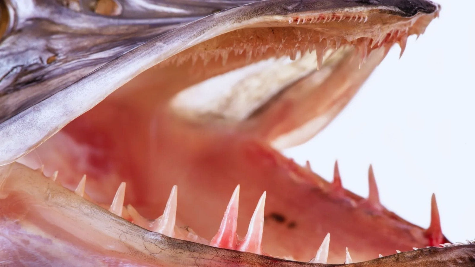 Snoek tanden: hoeveel heeft een snoek en hoe scherp zijn ze? - Hengelsport De Goeie Vangst
