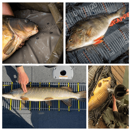 Onthaken, Wegen & Meten - Hengelsport De Goeie Vangst