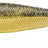 Gunki-Bumpy Softbait-Ghost Zander-13cm-Hengelsport De Goeie Vangst