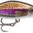 Rapala-Shadow Rap Jack Deep-Live Rainbow Trout-5cm-Hengelsport De Goeie Vangst