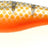 Rozemeijer-Strike Series Mini Paddle-Golden Roach-10cm-Hengelsport De Goeie Vangst