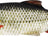 Westin-Ricky The Roach Shadtail - Blisterverpakking-18cm-Real Roach-Hengelsport De Goeie Vangst