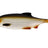 Westin-Ricky The Roach Shadtail - Blisterverpakking-18cm-Lively Roach-Hengelsport De Goeie Vangst