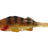 Westin-Original Perch-Gold Perch-7cm-Hengelsport De Goeie Vangst