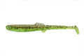 Anchovy Shad