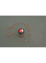 Avid Carp - Surface Spod - Hengelsport De Goeie Vangst