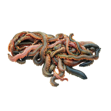 De Goeie Vangst-kweekzagers-500g - Hengelsport De Goeie Vangst