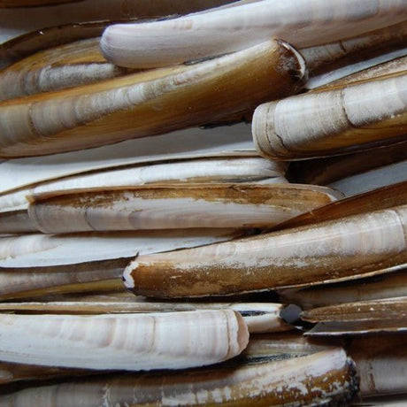 De Goeie Vangst-Verse Mesheften-1kg - Hengelsport De Goeie Vangst