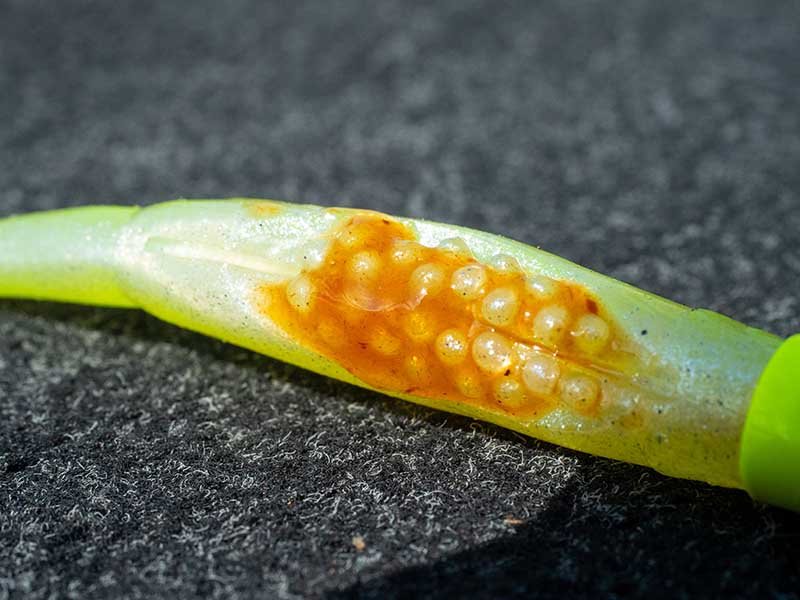 Fox Rage - Scent Shad - Hengelsport De Goeie Vangst