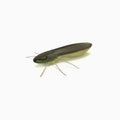 Nays-BG Creaturebait-2" / 5cm-C-32-Hengelsport De Goeie Vangst