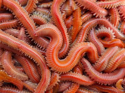 Normandie Appats-Dure Rouge Zeepieren-30g - De Goeie Vangst