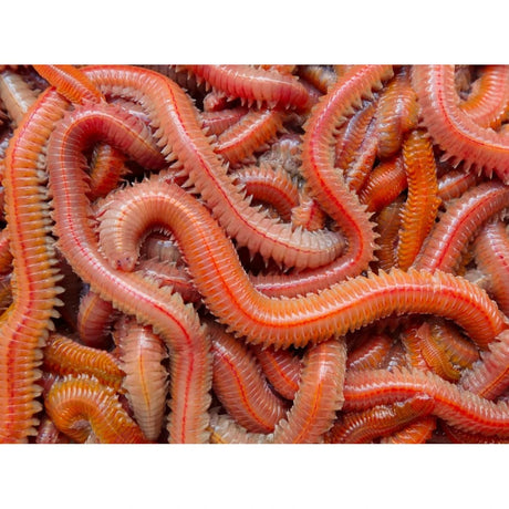 Normandie Appats-Jumbo Rouge-Rojo Zagers 50g - De Goeie Vangst