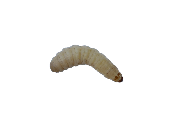 Pauwels-Wasmotten Grote Potjes | 30-35 Stuks - Hengelsport De Goeie Vangst