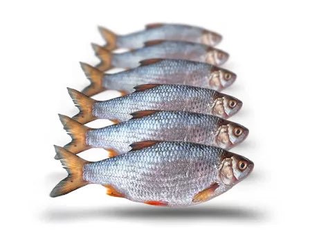 Prebaits-Voorn Middel - Aasvis - Hengelsport De Goeie Vangst