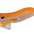 Ragot Begix Egi 10 cm – OR