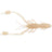 Reins-Ring Shrimp 3"-7cm-Shrimp-Hengelsport De Goeie Vangst