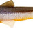 Westin-Bullteez-Dirty harbor-9.5cm-Hengelsport De Goeie Vangst