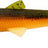 Westin-Bullteez-UV Craw-9.5cm-Hengelsport De Goeie Vangst