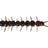 Westin-Centipede Creaturebait-9.5cm-Eclipse-Hengelsport De Goeie Vangst