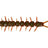 Westin-Centipede Creaturebait-9.5cm-Motoroil Moss-Hengelsport De Goeie Vangst