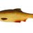 Westin-Ricky The Roach-Lively rudd-10cm-Hengelsport De Goeie Vangst