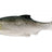 Westin-Ricky The Roach-Headlight-7cm-Hengelsport De Goeie Vangst