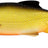 Westin-Ricky The Roach-Official Roach-7cm-Hengelsport De Goeie Vangst