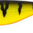Westin-Shadteez-16cm-Fire perch-Hengelsport De Goeie Vangst